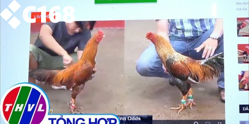 Các cửa cược đá gà phổ biến và chuẩn xác nhất tại C168